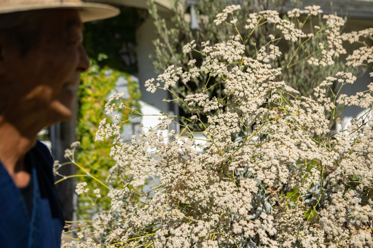 A beautifully overgrown buckwheat covered in pink-tinged blooms rises taller than a man in his front yard