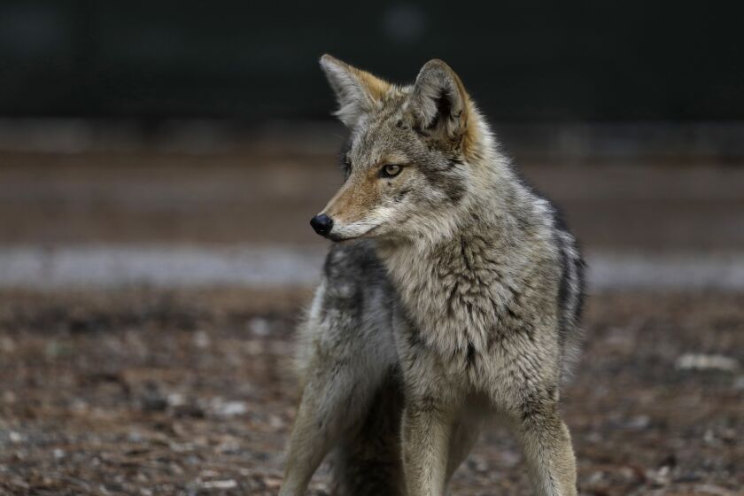 YOSEMITE NATIONAL PARK, CA - APRIL 11: A coyote wanders around Curry Village in Yosemite Valley on April 11, 2020. Yosemite National Park is closed to visitors due to the coronavirus, Covid 19. Animals roam the park without having to worry about crowds of people. Madera County on Saturday, April 11, 2020 in Yosemite National Park, CA. (Carolyn Cole / Los Angeles Times)