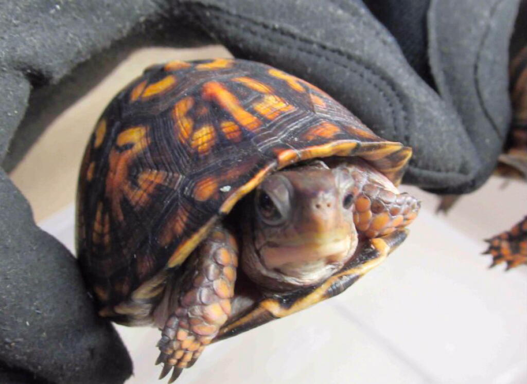 Smuggle Turtle He helped smuggle turtles to China. A California judge gave him three ...