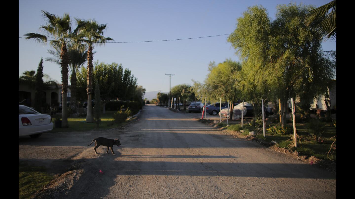 A dog walks along a dusty dirt road at Don Jose Mobile Home Park in Thermal, Calif. In the Coachella Valley, many farmworkers live in aging trailer parks with prolonged power outages, bad roads and undrinkable water.
