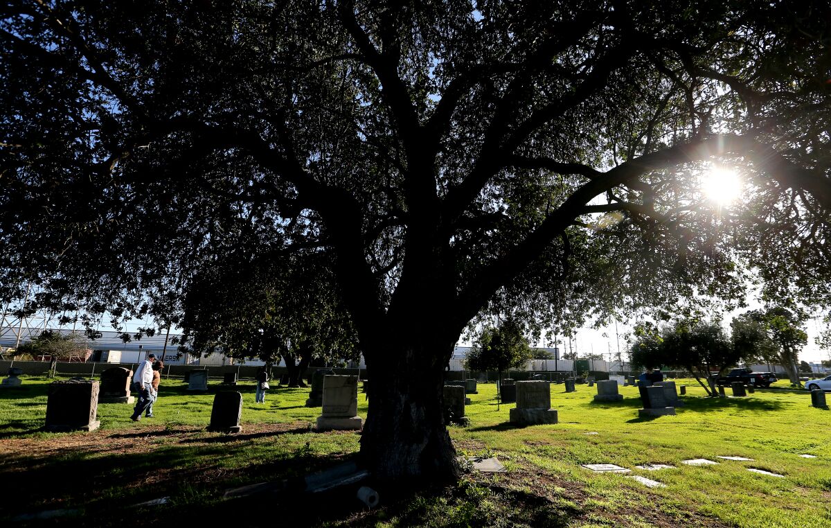A large tree is in a cemetery with tombstones nearby.