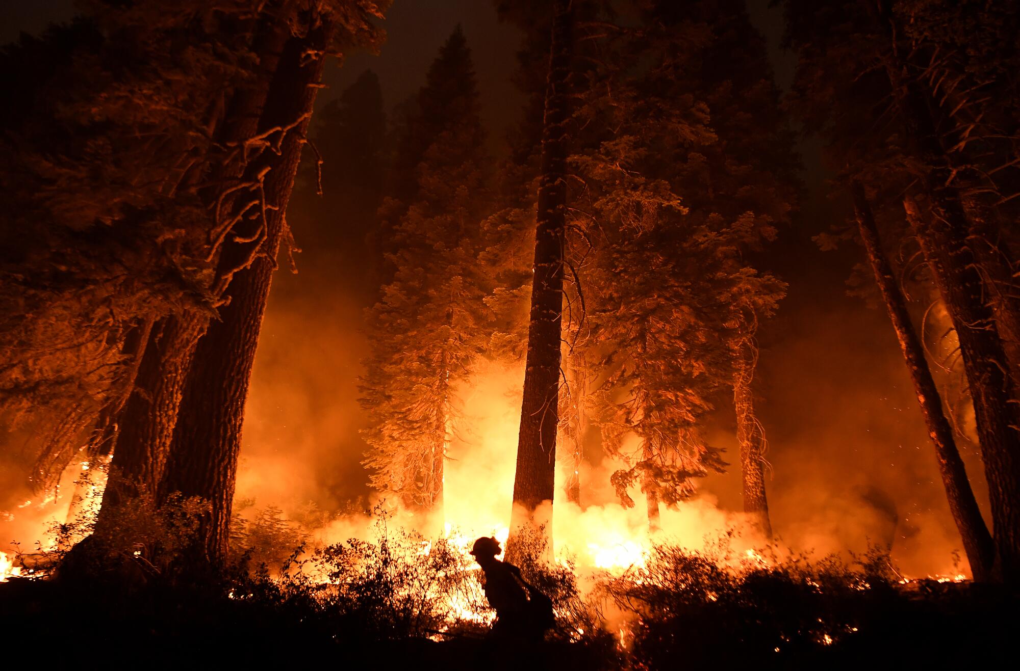 A firefighter in a burning forest.