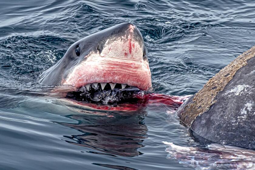 The Condor Express whale-watching tour near Santa Barbara spotted a white shark feeding off an elephant seal on On Aug. 30, 2024.