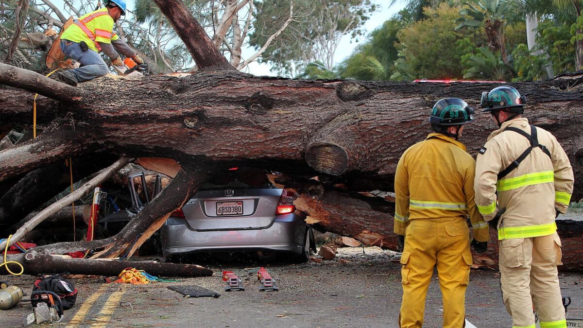 It took firefighters about two hours to reach Nicki Lyn Carano's car, one of four crushed by the 100-foot-tall Torrey pine.