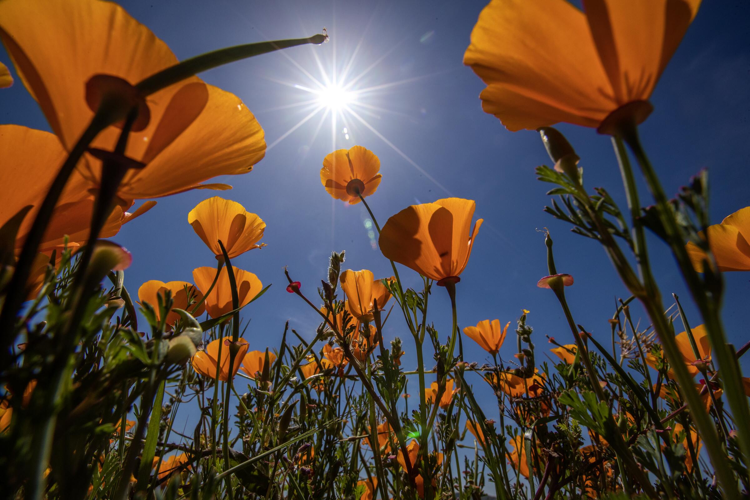 Orange poppy flowers bloom under a bright sun. 