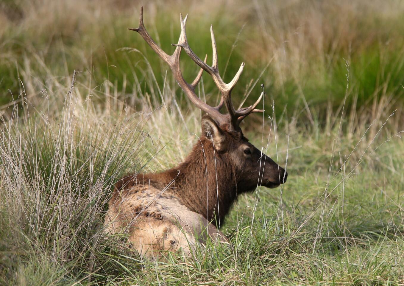 Giant Roosevelt elk