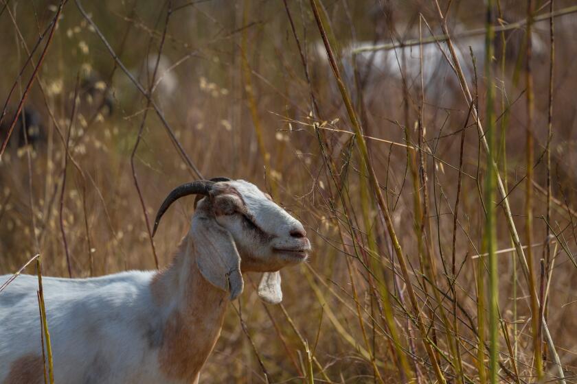 A goat chomps brush on a hillside.