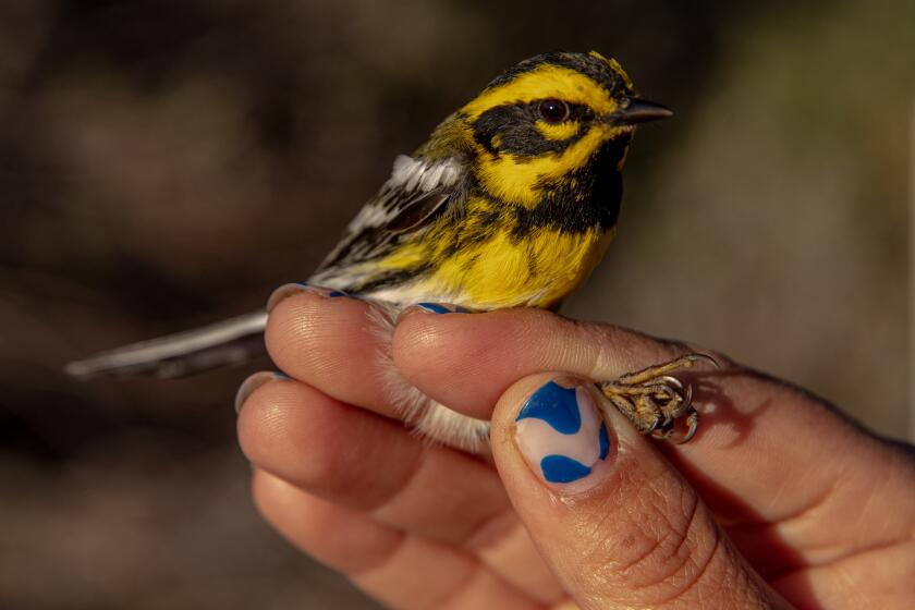 CANYON COUNTRY , CA - APRIL 11: Tania Romero, a graduate student from California State University Los Angeles and an avian biologist, puts a band on Townsend's warbler caught in a net at Bear Divide in San Gabriel Mountains on Tuesday, April 11, 2023 in Canyon Country , CA. (Irfan Khan / Los Angeles Times)