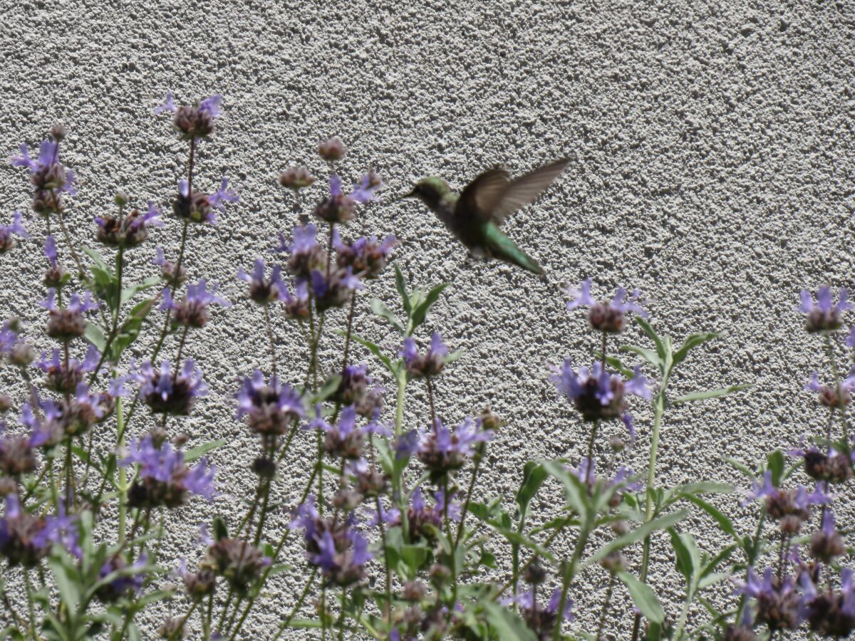 A hummingbird at the Helix Water District Administration building in La Mesa.