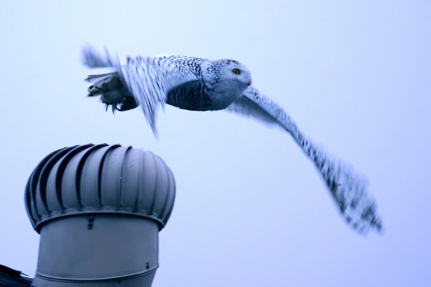 A Snowy owl flies off the roof of a home on the 11600 block of Onyx St., in Cypress on Friday, Dec. 30, 2022. The rare sighting had birdwatchers from throughout SOuthernCalifornia coming to the quiet neighborhood to see it up close. The owl, native to the Artic regions of North America and the Palearctic and which typically winters in Southern Canada and Northern United States, has been seen hanging around this Southern California neighborhood for about one week.