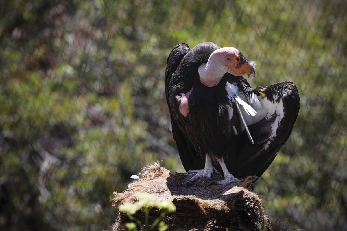 A California condor perches at the safari park