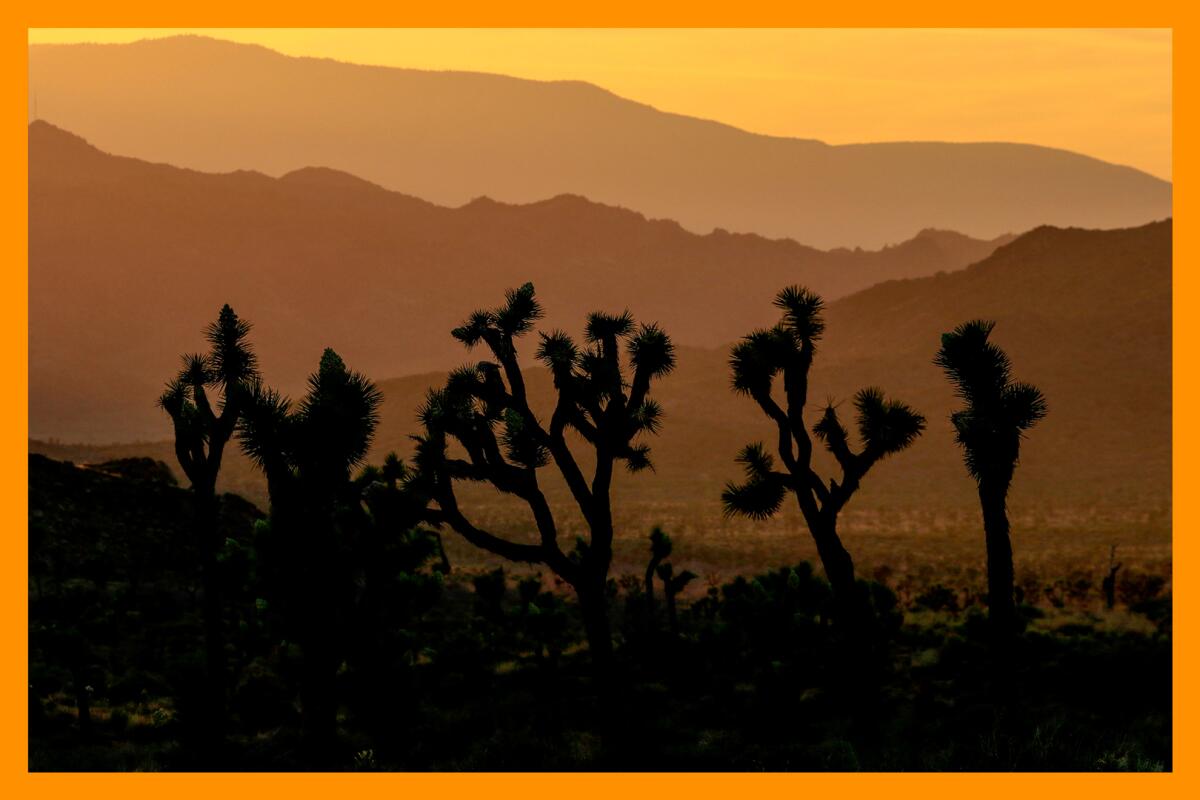 A stand of Joshua trees in silhouette against the setting sun over the desert