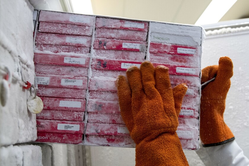 La bióloga Rebecca Gillespie saca cajas de cepas de virus de influenza de un congelador en el Centro de Investigación de Vacunas de los Institutos Nacionales de Salud, el martes 19 de diciembre de 2017, en Bethesda, Maryland. (AP Foto/Carolyn Kaster)