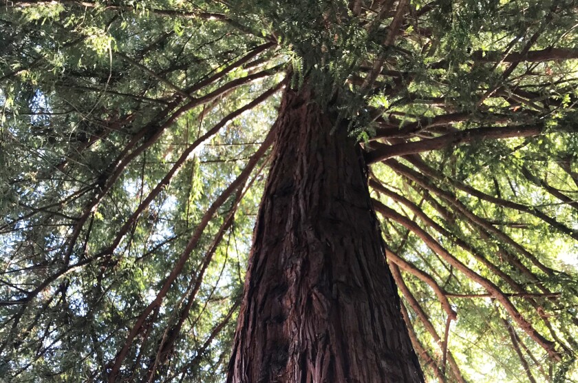 Monterey's redwood moon tree stands near the city's town hall in Friendly Plaza.