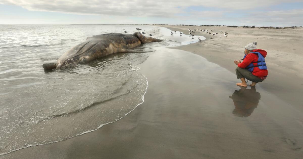 Contributor: It is time to save the whales once more Contributor: It is time to save the whales once more