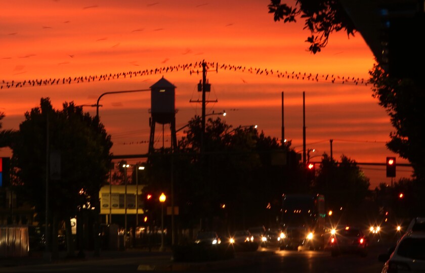 The sun sets as drivers pilot cars with headlights on down a street. 