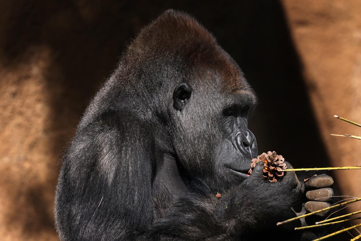 Gorilla exhibit