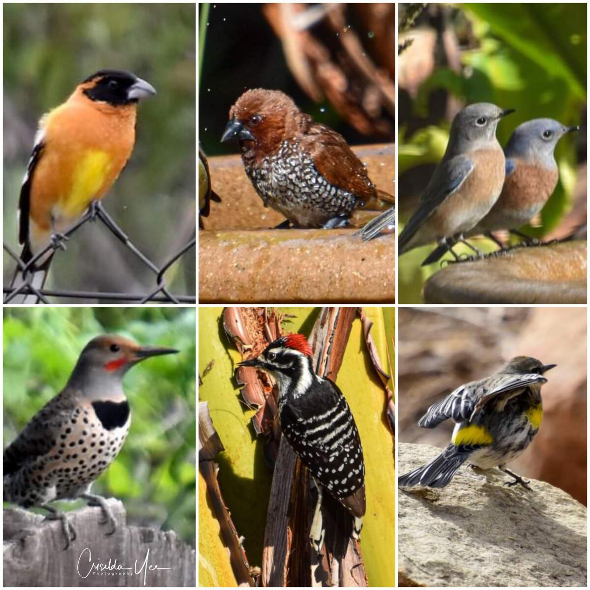 Black-headed grosbeak, scaly-breasted munia, Western bluebird, yellow-rumped warbler, Nutall’s woodpecker, northern flicker.