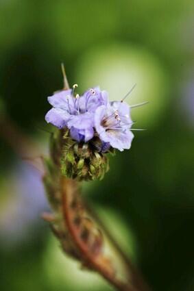 Wildflowers