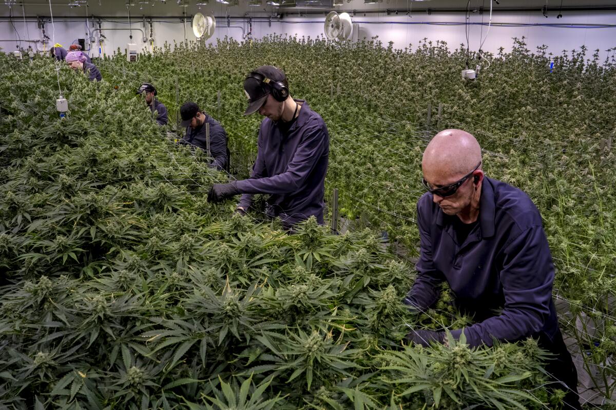 A photo of workers plucking leaves from cannabis plants at a facility in Michigan.