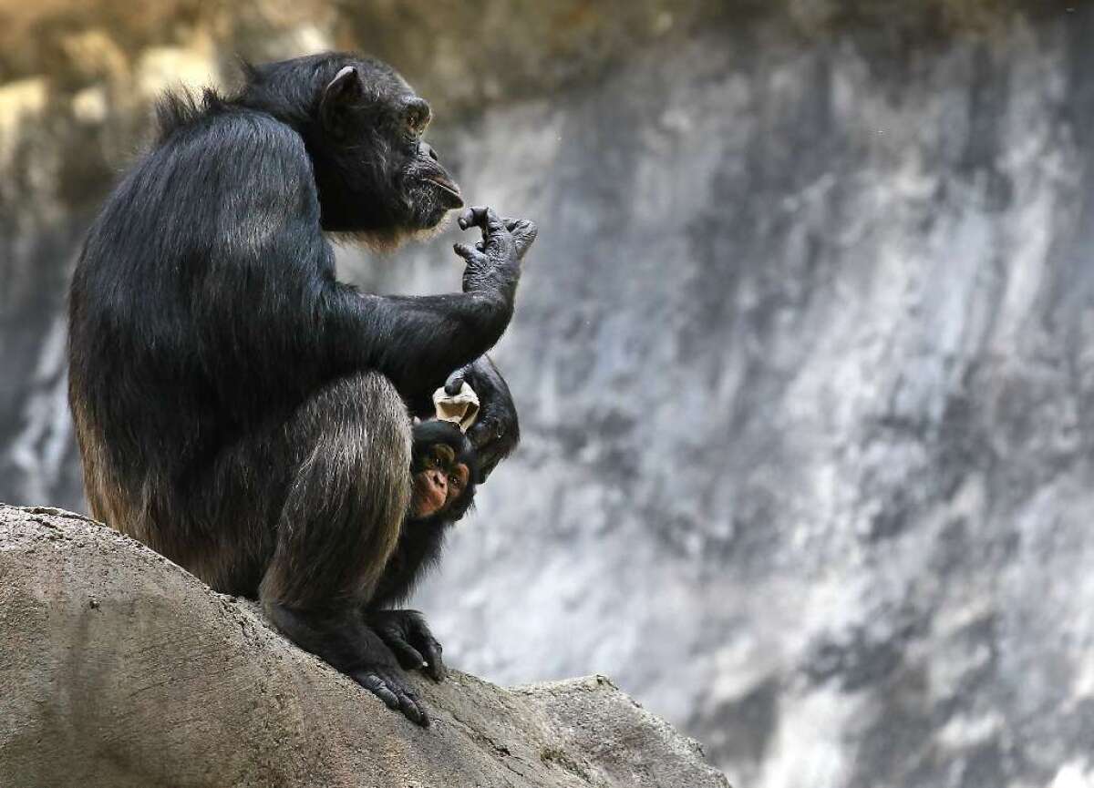 A chimpanzee adult and baby at the Los Angeles Zoo. Chimpanzees can pick up improved tool use from their peers, according to a study in PLoS ONE -- lending support to the idea that they may have the capacity for culture.