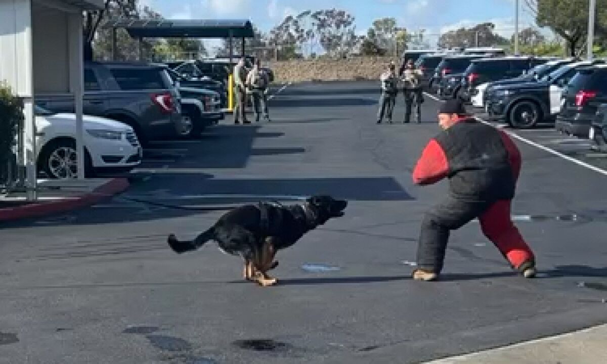 Deputy Andre Hollister demonstrates K-9 suspect apprehension while wearing a bite suit.