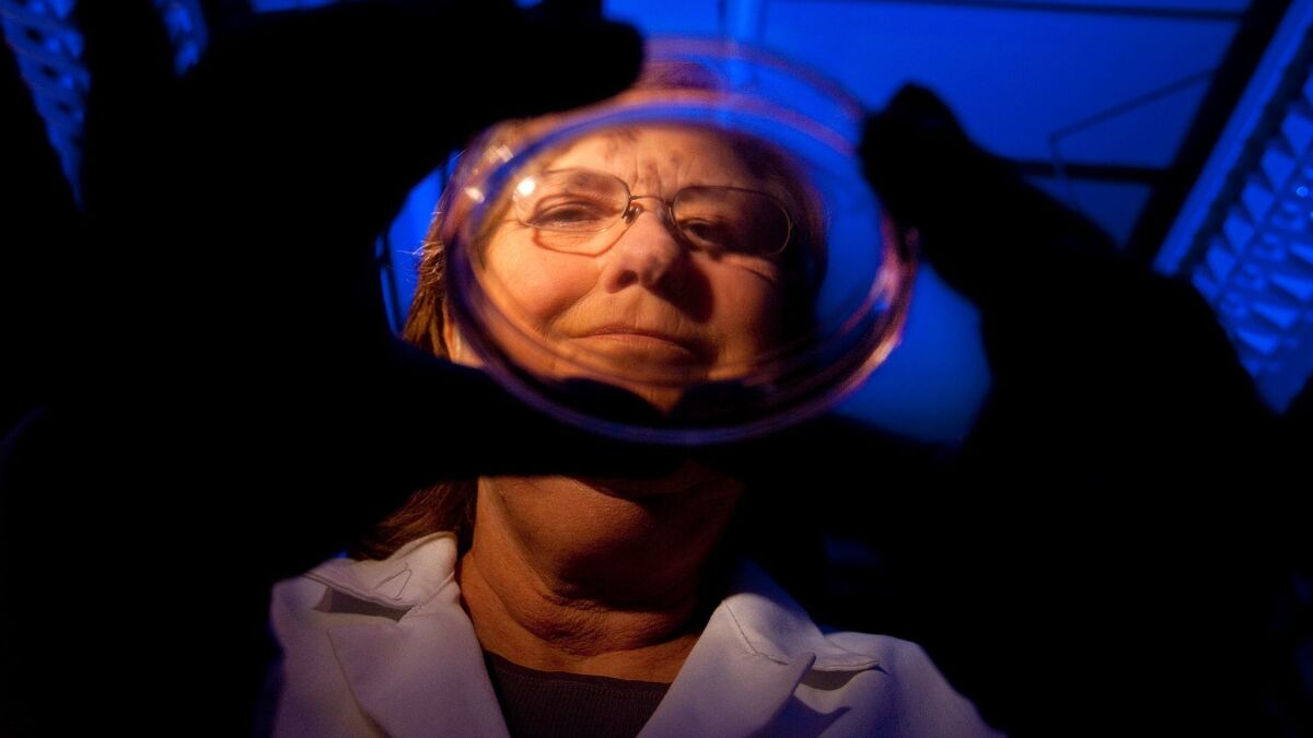 Stem cell scientist Jeanne Loring holds a petri dish with induced pluripotent stem cells.