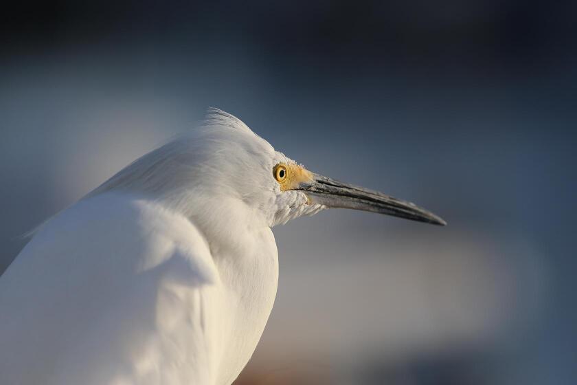 The snowy egret’s piercing enables it to see tiny fish under the water.