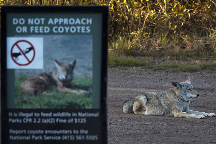 A female coyote that has been tagged and collared sits in a vehicle pullout where wildlife biologists have been conducting a study of coyotes that populate the area of the Marin Headlands in the Golden Gate National Recreation Area near Sausalito, Calif., on Tuesday, November 24, 2020. Seven local coyotes have been captured, tagged and collared so biologists can learn from their activity in the open space of the headlands.