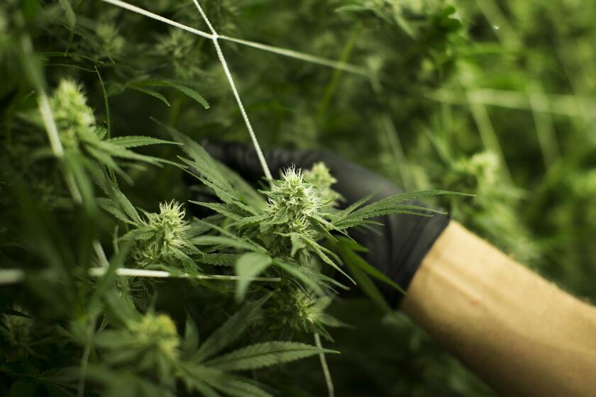 DESERT HOT SPRINGS, CA - JUNE 30, 2017: Adult cannabis plants grow inside a temperature controlled room at Canndescent on June 30, 2017 in Desert Hot Springs, California.(Gina Ferazzi / Los Angeles Times)