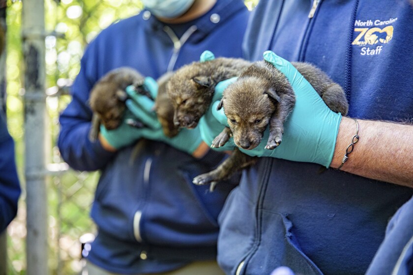 This May 14, 2021, photo provided by the North Carolina Zoo, in Asheboro, N.C., shows several of the American red wolf pups born at the zoo in late April. The American red wolves are critically endangered and number less than two dozen in the wild. (Moriah Angott/North Carolina Zoo via AP)