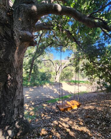 A photograph of a tree with a swing from the Black Walnut Hiking Trail.
