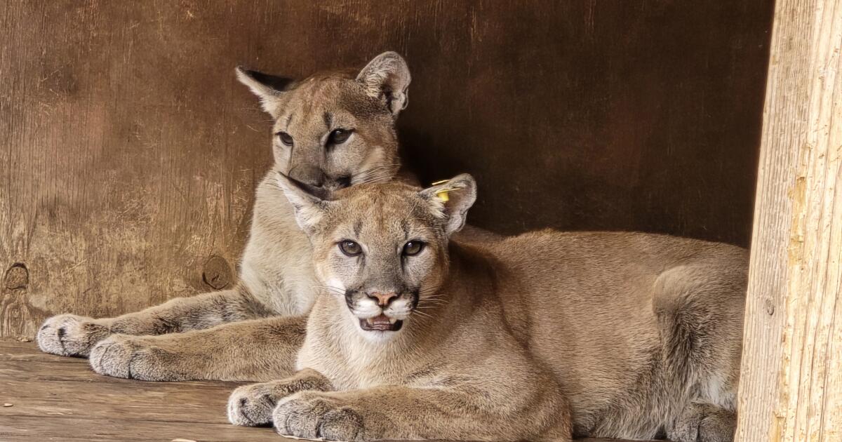 Mountain lions find malnutrition and cubs are released back into the wild Mountain lions find malnutrition and cubs are released back into the wild