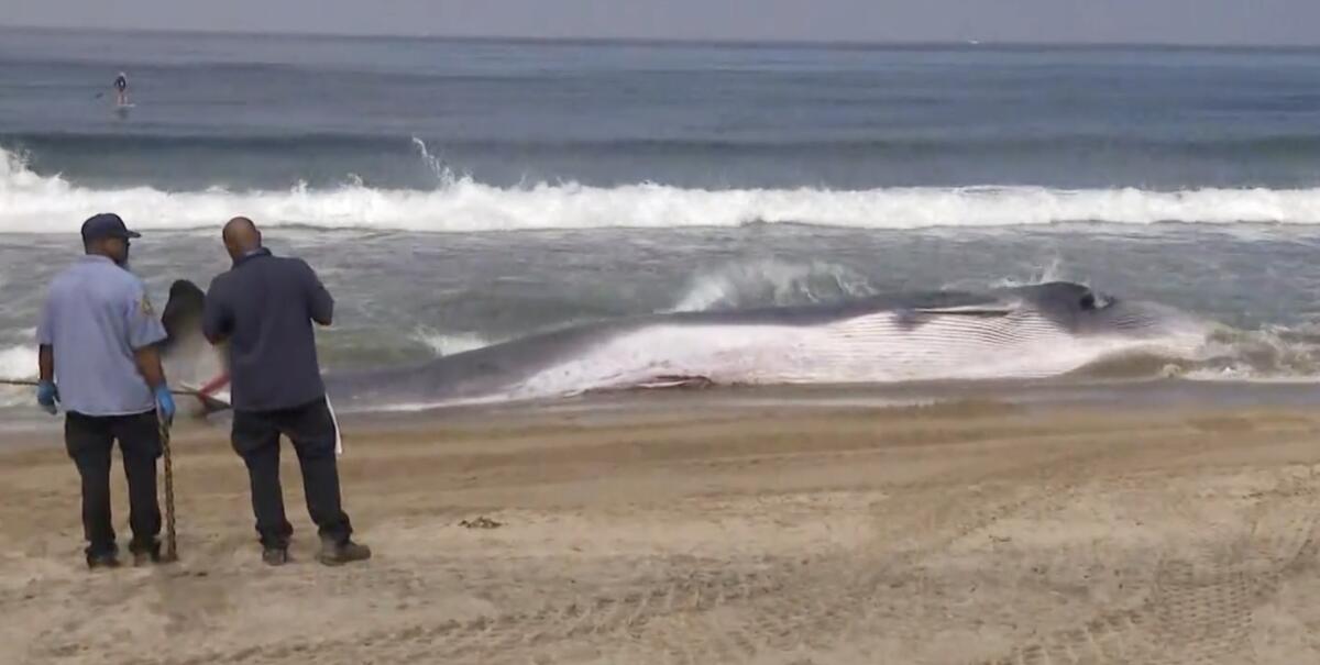 Crews are working to clear a large whale that washed ashore at Torrance Beach.