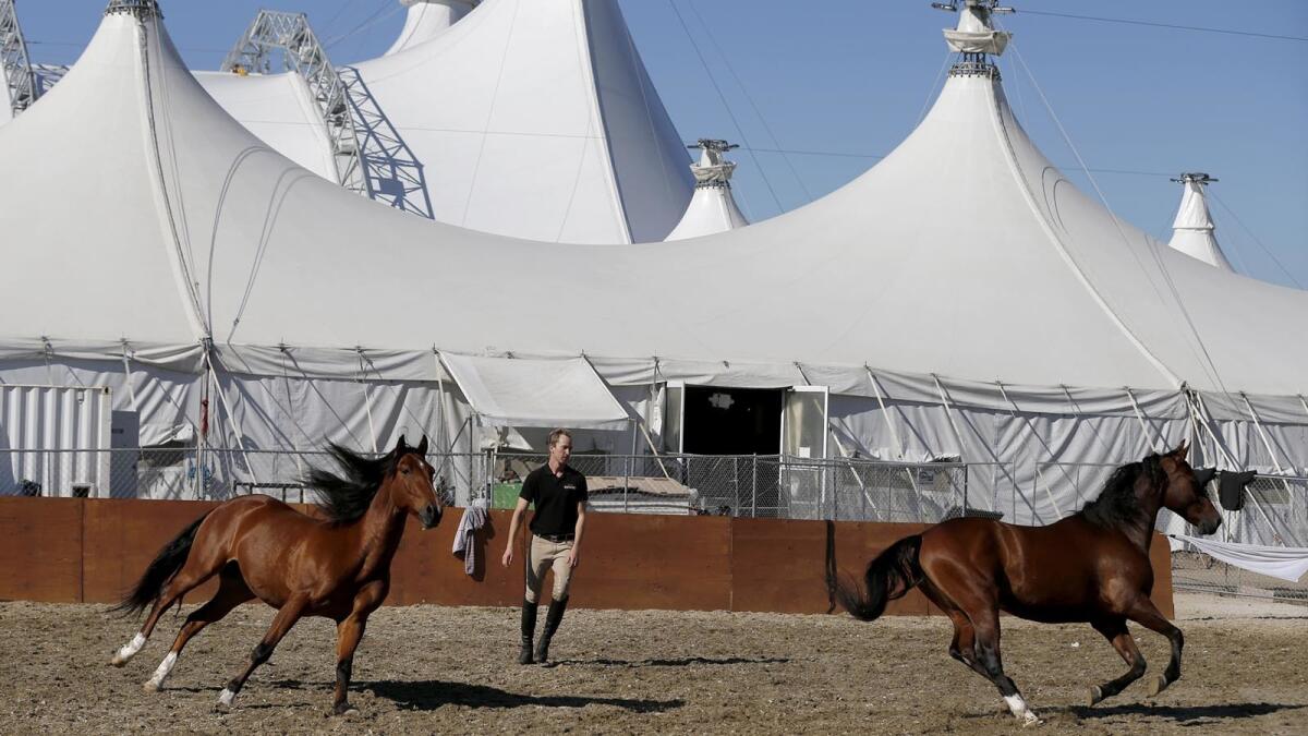 Steven Paulson works with horses at the "Odysseo" site in Irvine on Nov. 14.