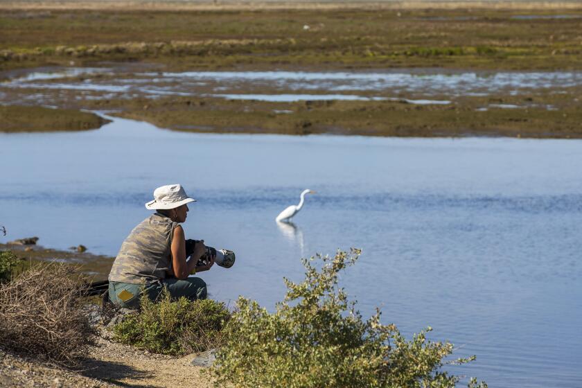 Genessi Torres, from Pomona, scouts out birds to take photos of at the Bolsa Chica Ecological Reserve on Wednesday, March 2.