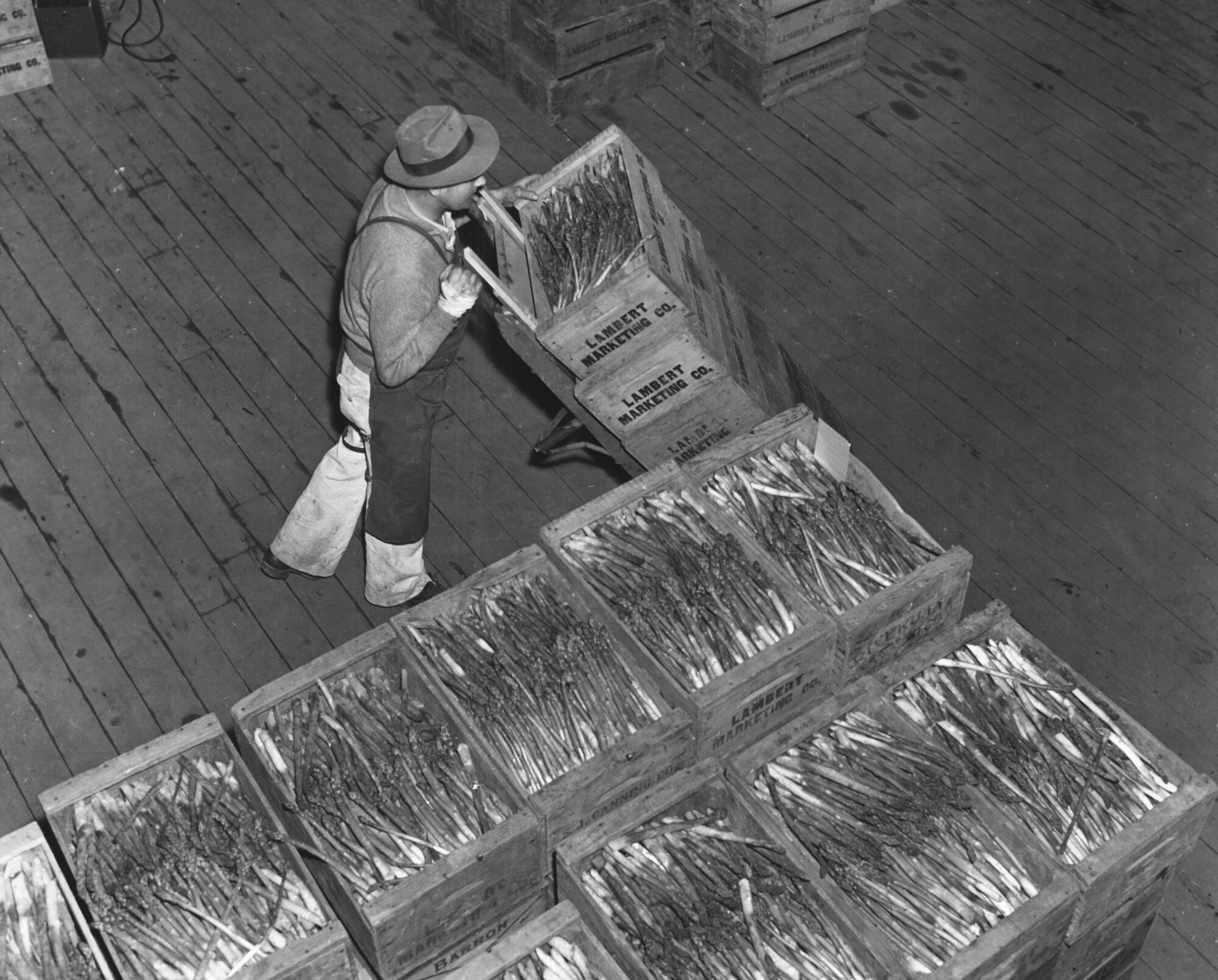 A high-angle view of a porter pushing a sack truck loaded with crates full of asparagus spears.
