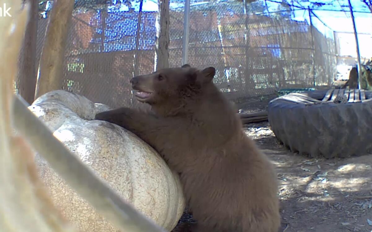 This orphan bear cub was curious about the giant pumpkin that showed up in his enclosure at the SDHS Ramona Wildlife Campus. 