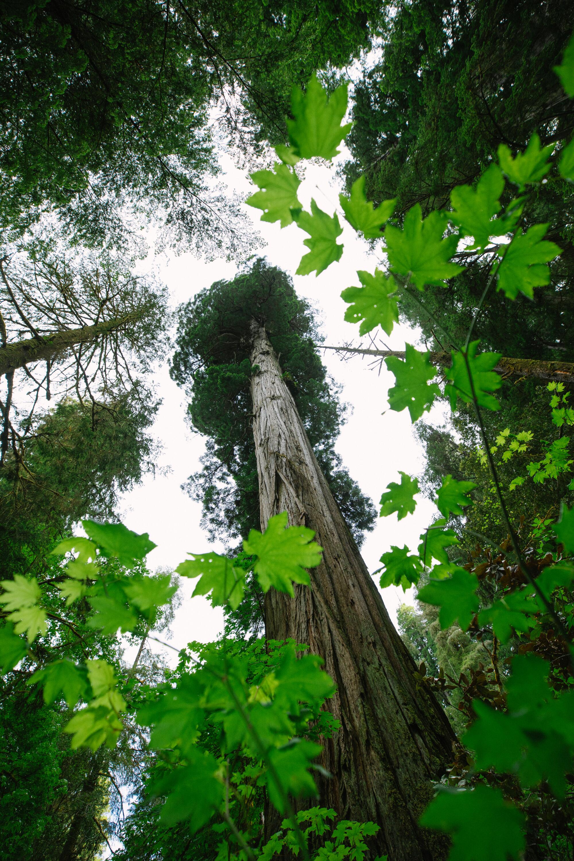 Looking up at towering redwoods on Mill Creek Trail.