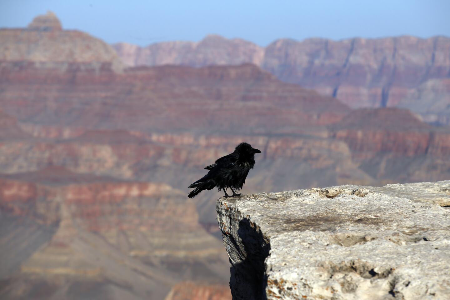 A crow perches on a ledge on the South Rim of the Grand Canyon at Mather Point.