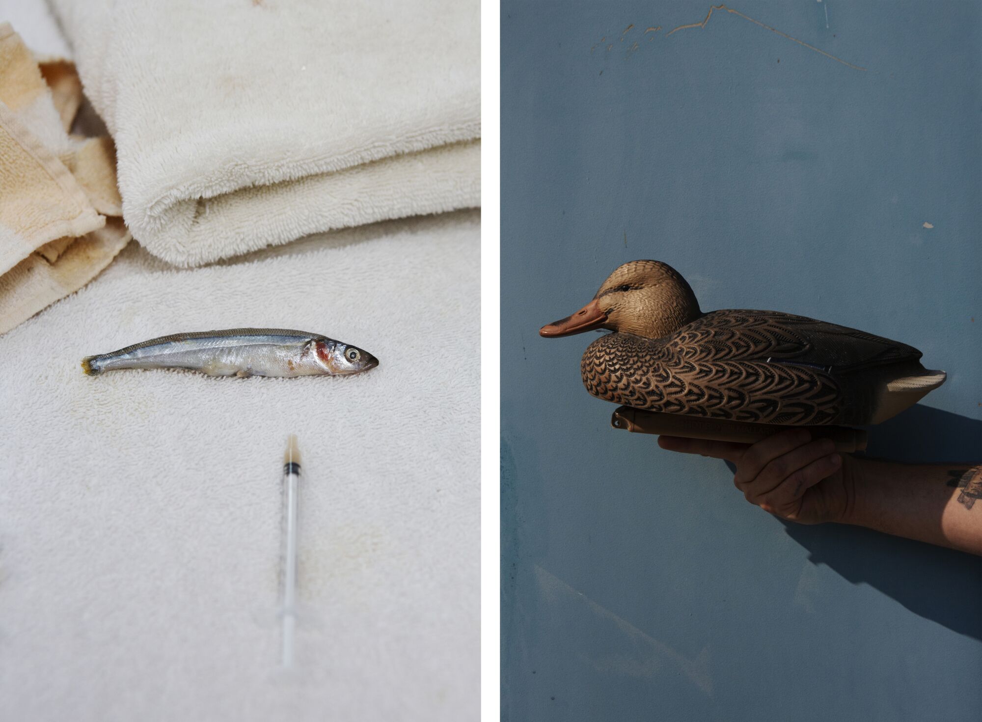 LEFT: A Peruvian smelt and a syringe containing medicine. RIGHT: Decoy birds to comfort the birds in refuge.