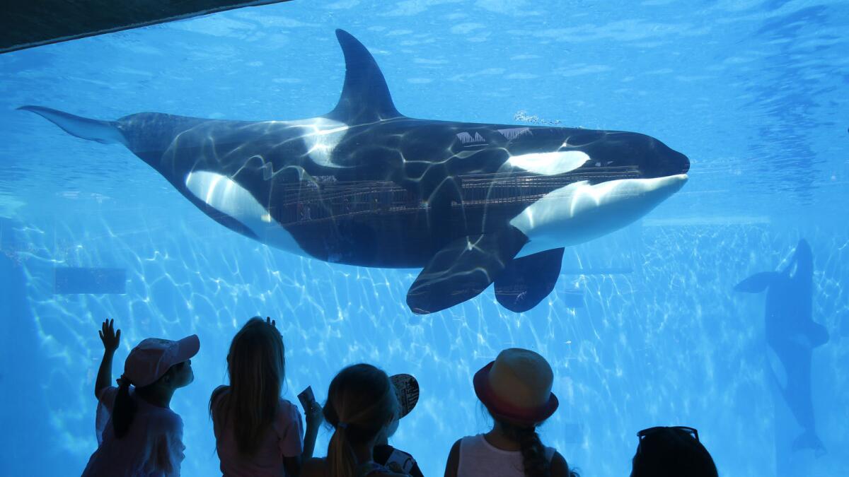 Visitors watch an orca swim at SeaWorld San Diego in 2014.
