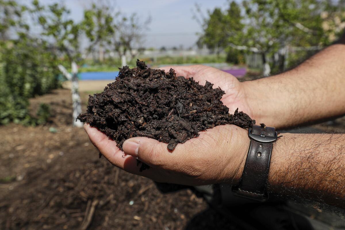 The executive director of LA Compost in South Los Angeles holds up soil derived from decayed organic waste.
