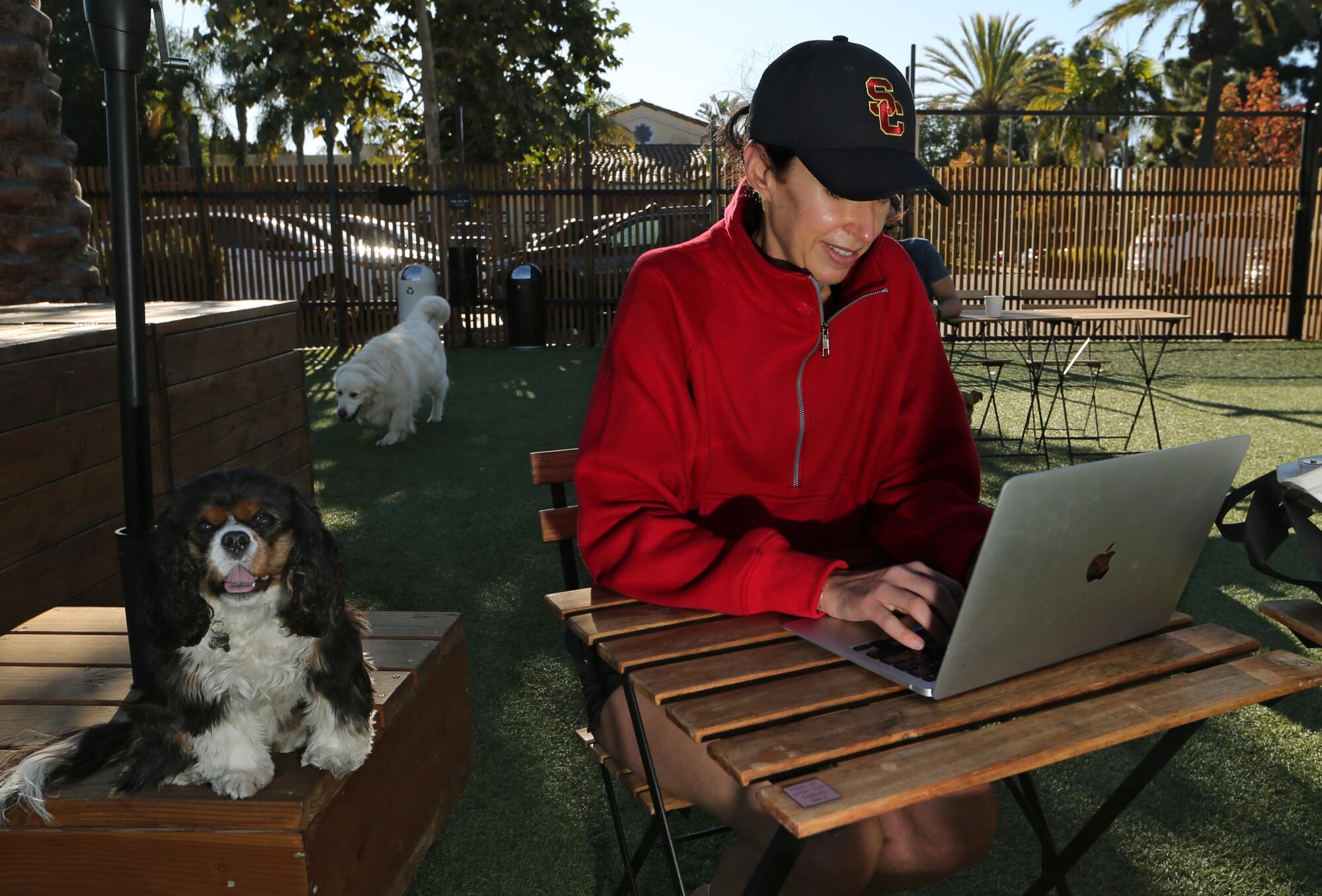 A woman works at a laptop next to her spaniel.