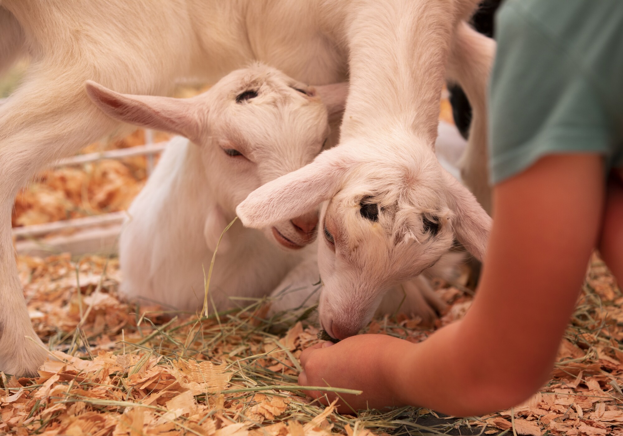 A child feeds goats in a petting zoo at the San Diego County Fair on Wednesday, June 15, 2022 in Del Mar, California.