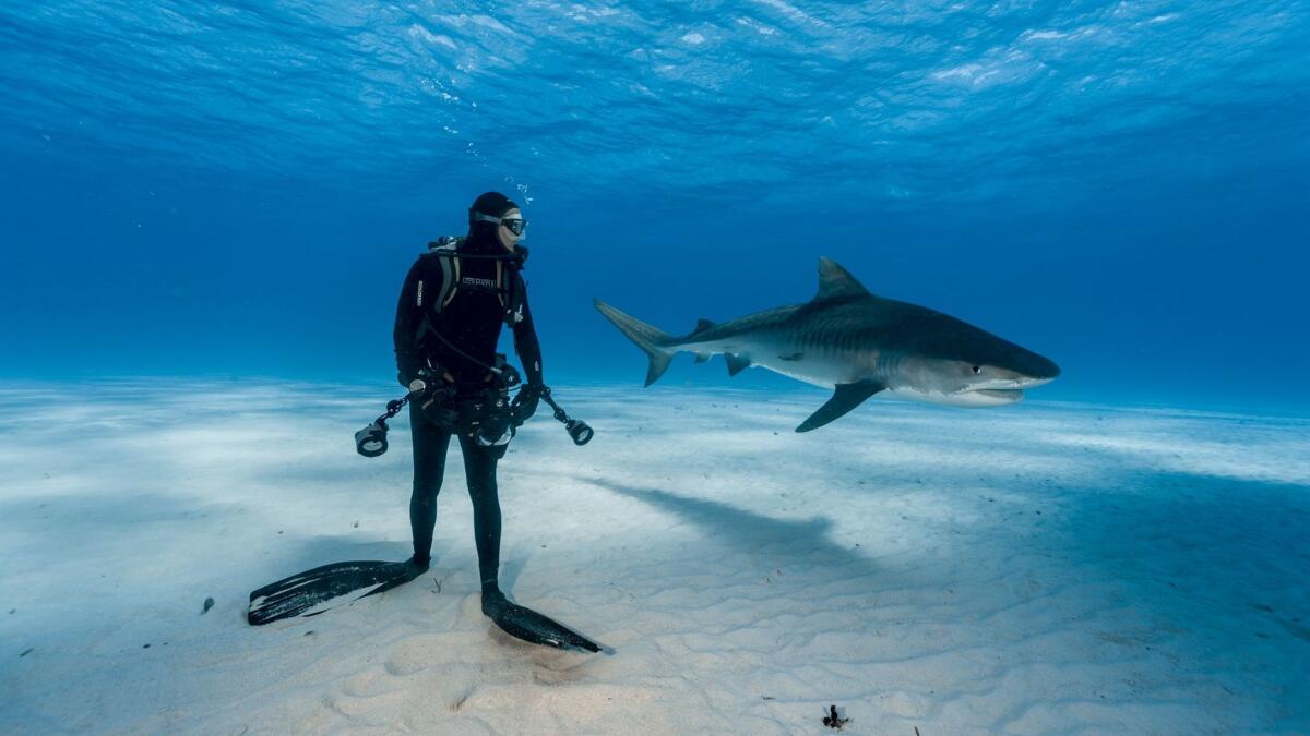 A diver keeps a close watch on a tiger shark in the Bahamas. (Brian J. Skerry/National Geographic)