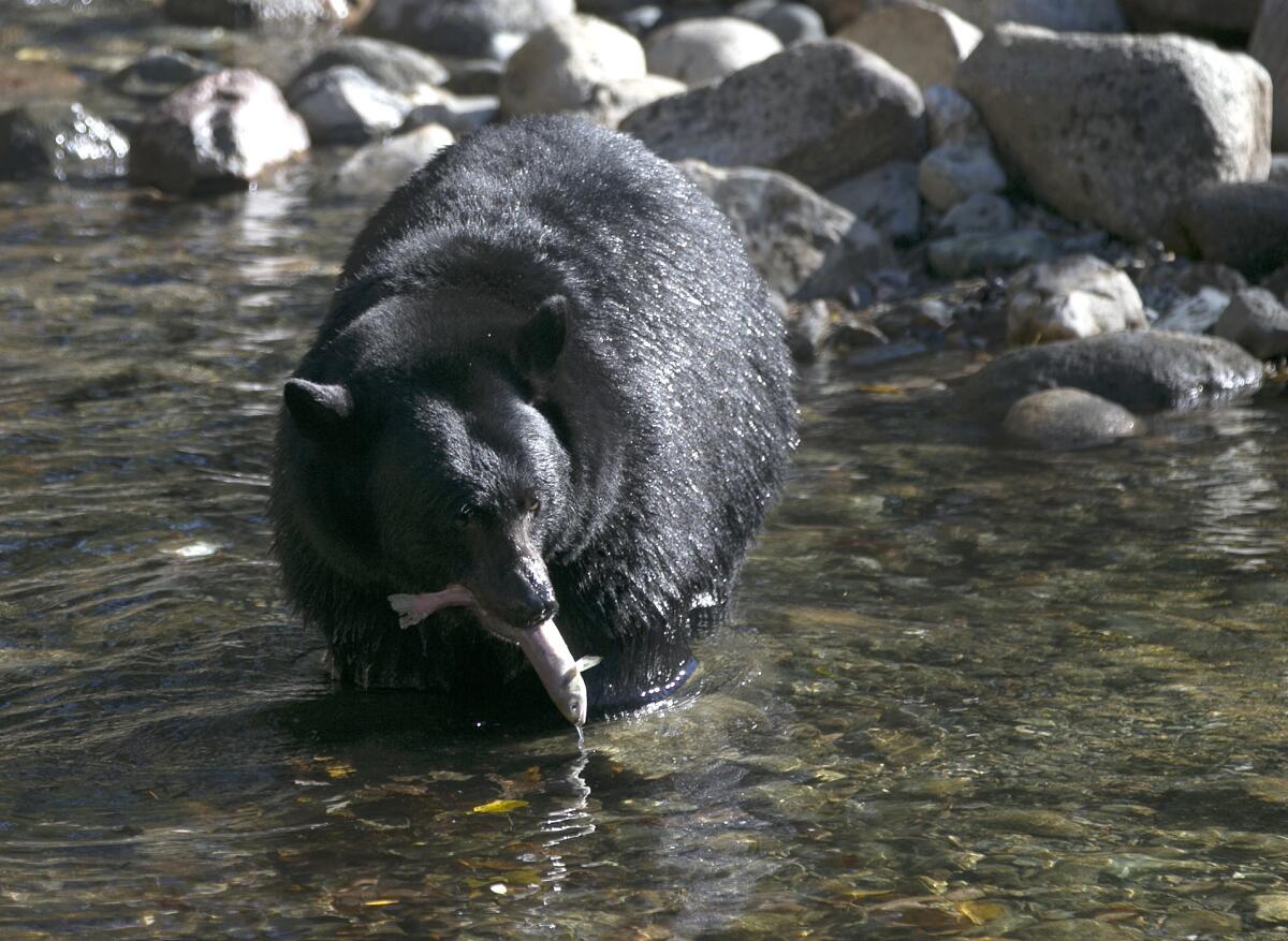 A Black bear eats a Kokanee salmon it caught in the Taylor Creek Tuesday, 