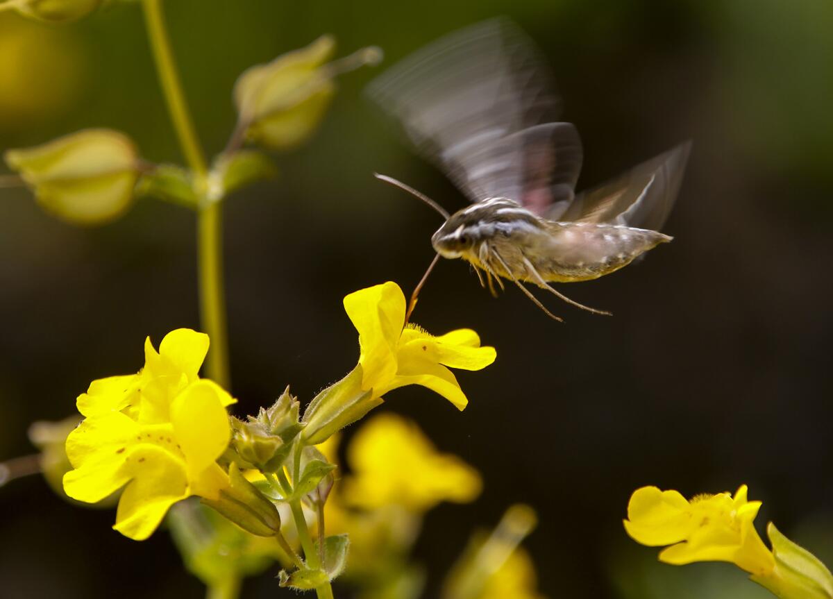 A white-lined sphinx moth pollinates a field of seep spring monkey flowers that are blooming in Horse Meadows.