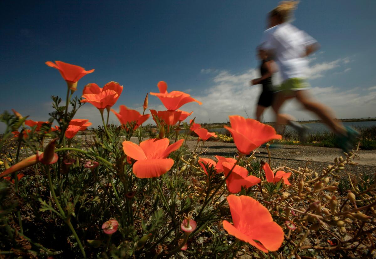 Wildflowers bloom in the Bolsa Chica wetlands. Huntington Beach is seeking permission to rezone a portion of the area for housing, a proposal that is staunchly opposed by those who say it would destroy thousands of years' worth of Native American artifacts.