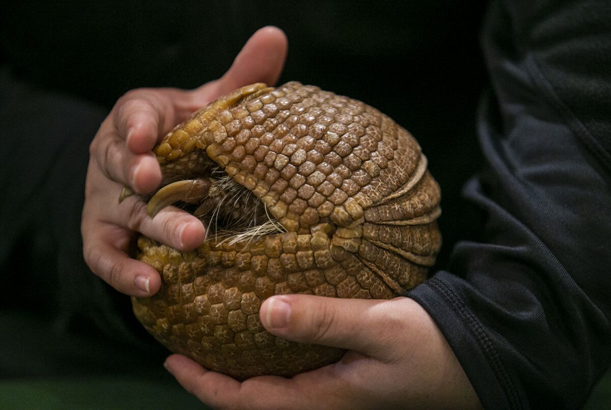  Lauren Bergh, a Santa Ana Zoo curator, holds Bolito, a three-banded armadillo, at Sherman Gardens' Creatures of the Night.